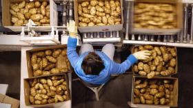 Дефицит хранилищ для картофеля и овощей превышает 2,5 млн тонн